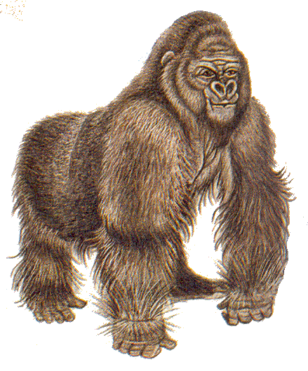 gor2-R.gif (155292 bytes)