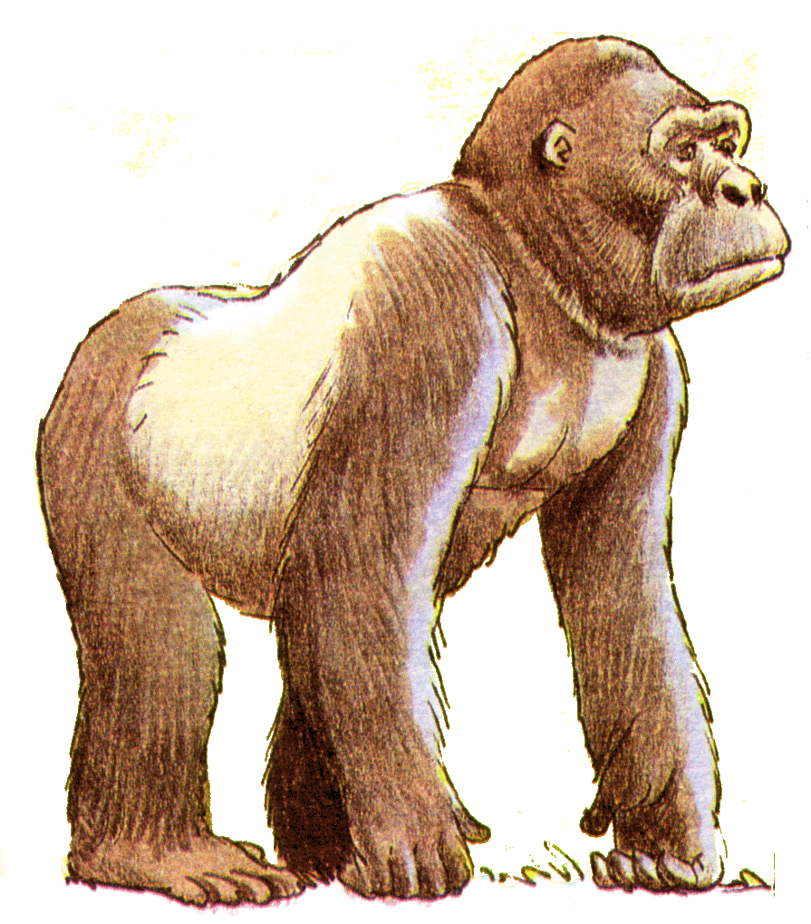 gorilla-R.gif (458358 bytes)